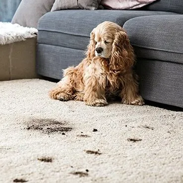 AreaRug-StainsSpills-square Area rug care | Legend Flooring