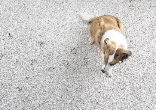 Carpet-DirtDebris Carpet care | Legend Flooring